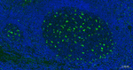 CD68 Antibody in Immunohistochemistry (Paraffin) (IHC (P))