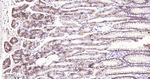 Claudin 18.2 Antibody in Immunohistochemistry (Paraffin) (IHC (P))