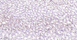 Claudin 18.2 Recombinant Rabbit Monoclonal Antibody (R7G12)