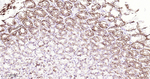 Claudin 18.2 Antibody in Immunohistochemistry (Paraffin) (IHC (P))