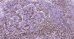 Lysozyme Antibody in Immunohistochemistry (Paraffin) (IHC (P))