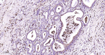 Lysozyme Antibody in Immunohistochemistry (Paraffin) (IHC (P))