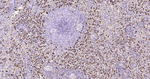 Lysozyme Antibody in Immunohistochemistry (Paraffin) (IHC (P))