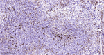 Lysozyme Antibody in Immunohistochemistry (Paraffin) (IHC (P))