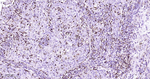 Lysozyme Antibody in Immunohistochemistry (Paraffin) (IHC (P))