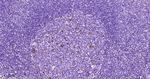 Lysozyme Antibody in Immunohistochemistry (Paraffin) (IHC (P))