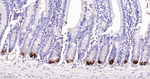 Lysozyme Antibody in Immunohistochemistry (Paraffin) (IHC (P))