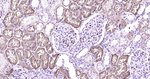 Lysozyme Antibody in Immunohistochemistry (Paraffin) (IHC (P))