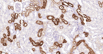 Lysozyme Antibody in Immunohistochemistry (Paraffin) (IHC (P))