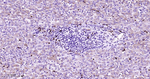 Lysozyme Antibody in Immunohistochemistry (Paraffin) (IHC (P))