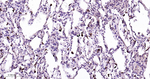 Lysozyme Antibody in Immunohistochemistry (Paraffin) (IHC (P))
