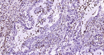 Lysozyme Antibody in Immunohistochemistry (Paraffin) (IHC (P))
