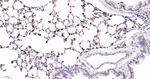 Lysozyme Antibody in Immunohistochemistry (Paraffin) (IHC (P))