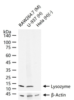 Lysozyme Antibody in Western Blot (WB)