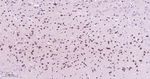 RAB7 Antibody in Immunohistochemistry (Paraffin) (IHC (P))