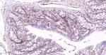 RAB7 Antibody in Immunohistochemistry (Paraffin) (IHC (P))