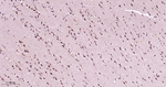 RAB7 Antibody in Immunohistochemistry (Paraffin) (IHC (P))
