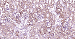 RAB7 Antibody in Immunohistochemistry (Paraffin) (IHC (P))