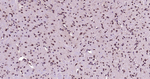 HES5 Antibody in Immunohistochemistry (Paraffin) (IHC (P))