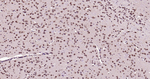 HES5 Antibody in Immunohistochemistry (Paraffin) (IHC (P))