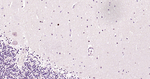 HES5 Antibody in Immunohistochemistry (Paraffin) (IHC (P))
