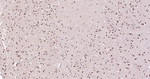 HES5 Antibody in Immunohistochemistry (Paraffin) (IHC (P))