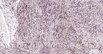 HES5 Antibody in Immunohistochemistry (Paraffin) (IHC (P))