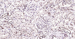 HES5 Antibody in Immunohistochemistry (Paraffin) (IHC (P))