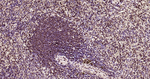 HES5 Antibody in Immunohistochemistry (Paraffin) (IHC (P))