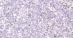 HES5 Recombinant Rabbit Monoclonal Antibody (R4G8)