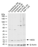 HES5 Antibody in Western Blot (WB)