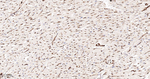 Moesin Antibody in Immunohistochemistry (Paraffin) (IHC (P))