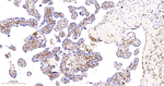 Moesin Antibody in Immunohistochemistry (Paraffin) (IHC (P))