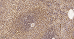 Moesin Antibody in Immunohistochemistry (Paraffin) (IHC (P))