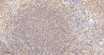 Moesin Antibody in Immunohistochemistry (Paraffin) (IHC (P))