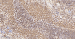Moesin Antibody in Immunohistochemistry (Paraffin) (IHC (P))