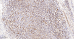 Moesin Antibody in Immunohistochemistry (Paraffin) (IHC (P))