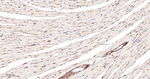 Moesin Antibody in Immunohistochemistry (Paraffin) (IHC (P))