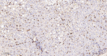 Moesin Antibody in Immunohistochemistry (Paraffin) (IHC (P))