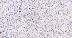 Moesin Antibody in Immunohistochemistry (Paraffin) (IHC (P))