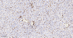 Moesin Antibody in Immunohistochemistry (Paraffin) (IHC (P))