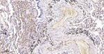 Moesin Antibody in Immunohistochemistry (Paraffin) (IHC (P))