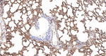 Moesin Antibody in Immunohistochemistry (Paraffin) (IHC (P))