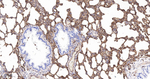 Moesin Antibody in Immunohistochemistry (Paraffin) (IHC (P))