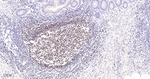 PAX5 Antibody in Immunohistochemistry (Paraffin) (IHC (P))