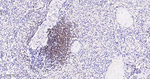 PAX5 Antibody in Immunohistochemistry (Paraffin) (IHC (P))