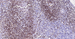 PAX5 Antibody in Immunohistochemistry (Paraffin) (IHC (P))