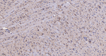 LRP1 Antibody in Immunohistochemistry (Paraffin) (IHC (P))
