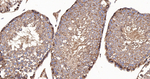 LRP1 Antibody in Immunohistochemistry (Paraffin) (IHC (P))