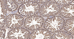 LRP1 Antibody in Immunohistochemistry (Paraffin) (IHC (P))